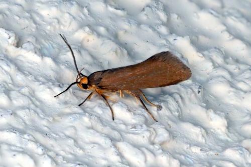 Crassa unitella
